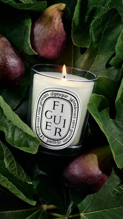 Figuier (Fig Tree) - Small Candle