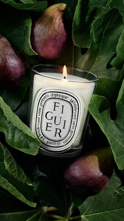 Figuier (Fig Tree) - Refill for classic candles